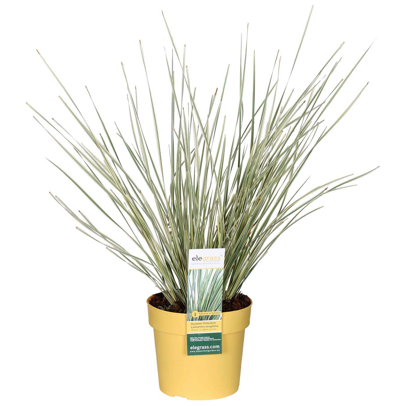 Lomandra long. White Sands (M)