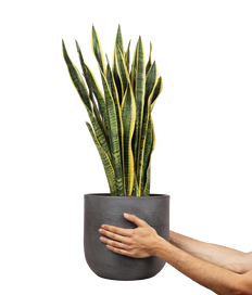 Sansevieria laurentii (Vrouwentong) (L)