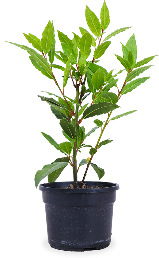 Laurier (Laurus nobilis)