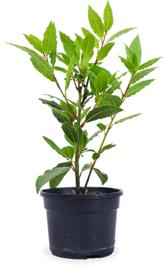 Laurier (Laurus nobilis)