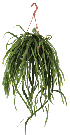 Lepismium bolivianum (S)
