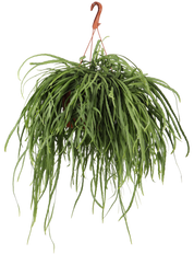 Lepismium bolivianum (M)