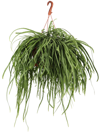 Lepismium bolivianum (M)
