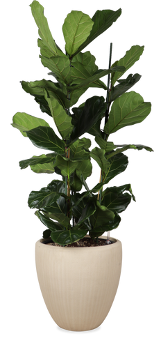 Ficus Lyrata opgemaakt in Baq pot