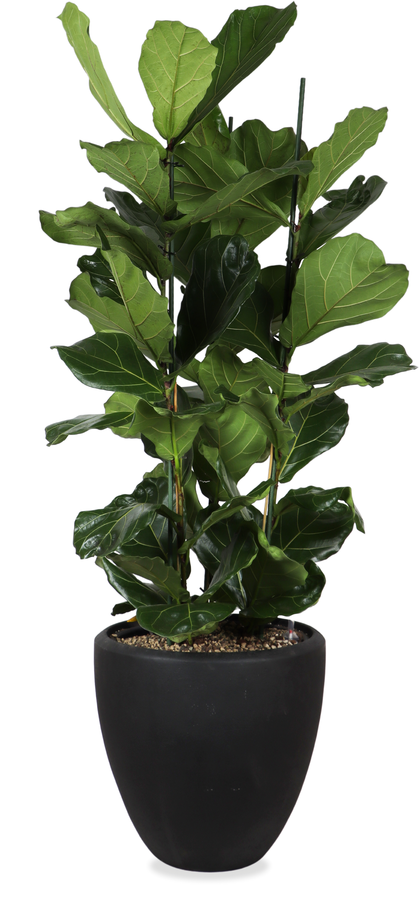 Ficus Lyrata opgemaakt in Baq pot