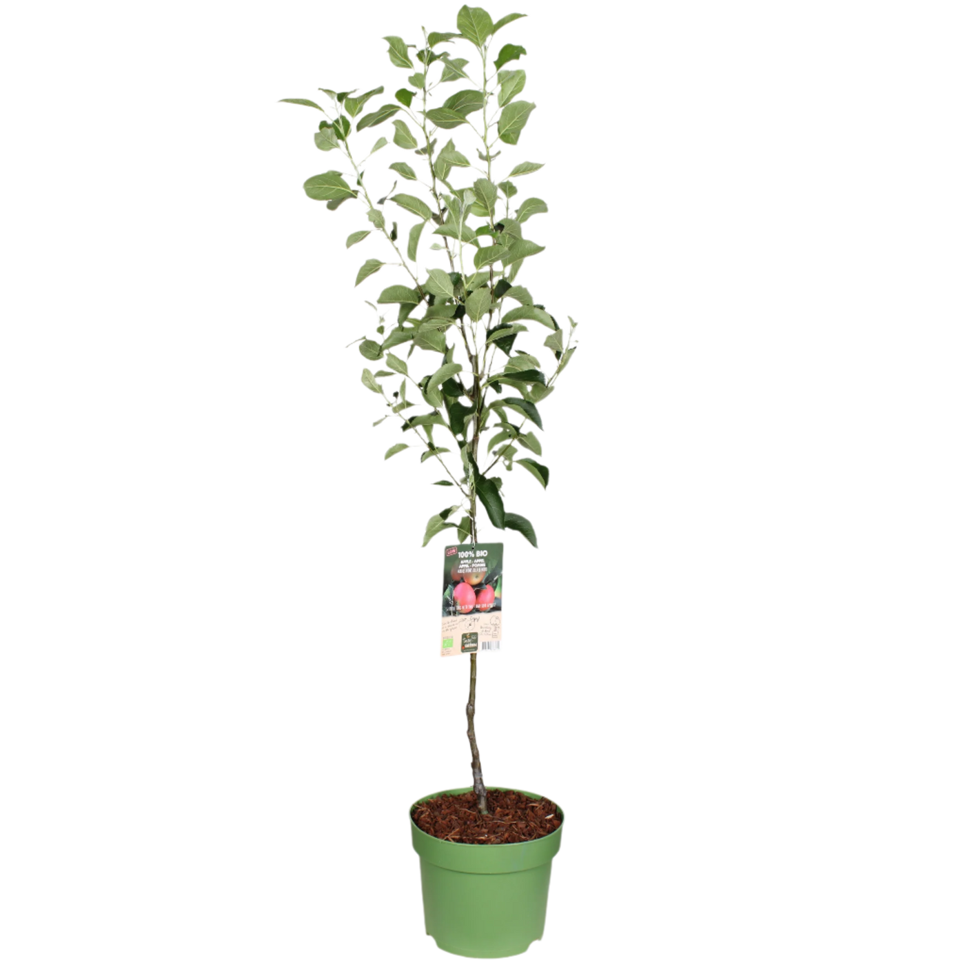 Appelboom (Malus domestica) XL - Laagstam