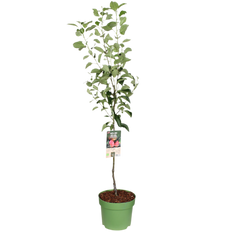Appelboom (Malus domestica) XL - Laagstam