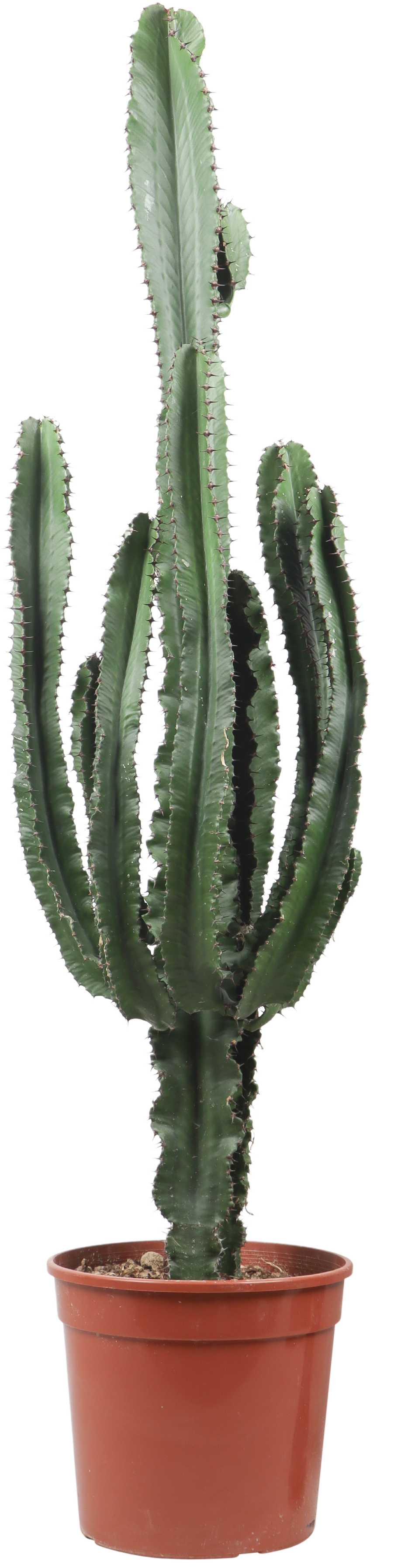 Euphorbia erytrea (Cowboycactus) (XL)
