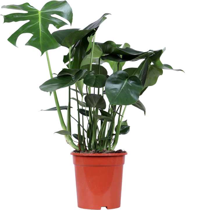 Monstera deliciosa (Gatenplant) (M)