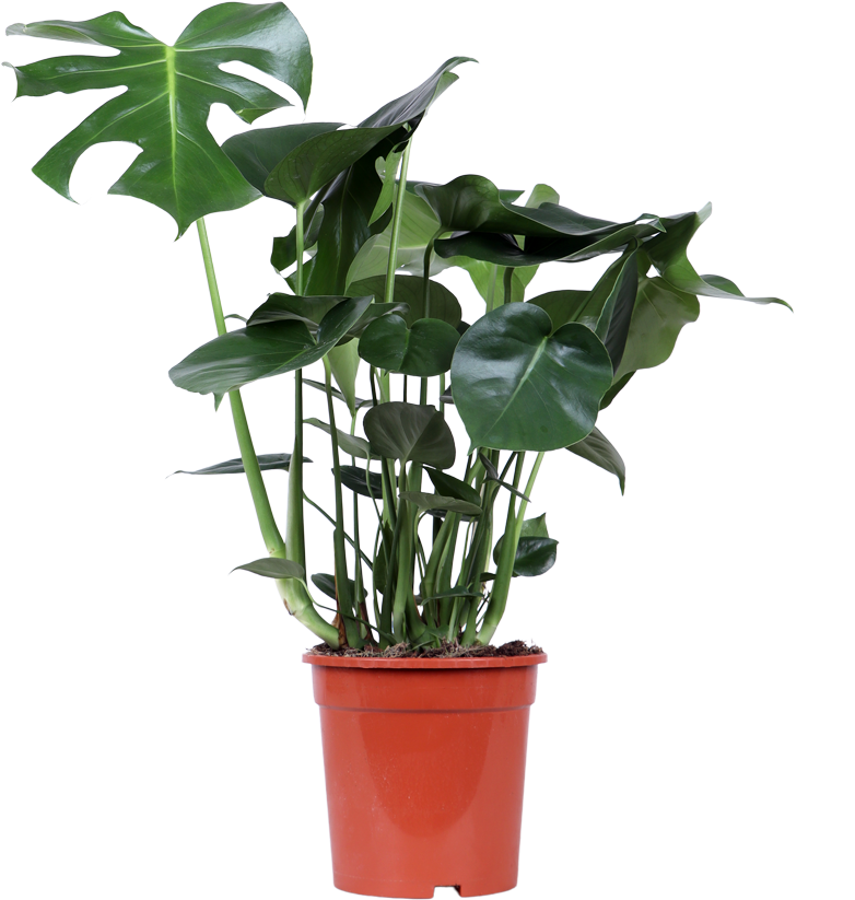 Monstera deliciosa (Gatenplant) (M)