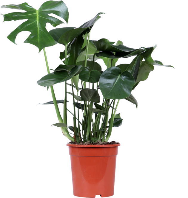 Monstera deliciosa (Gatenplant) kopen
