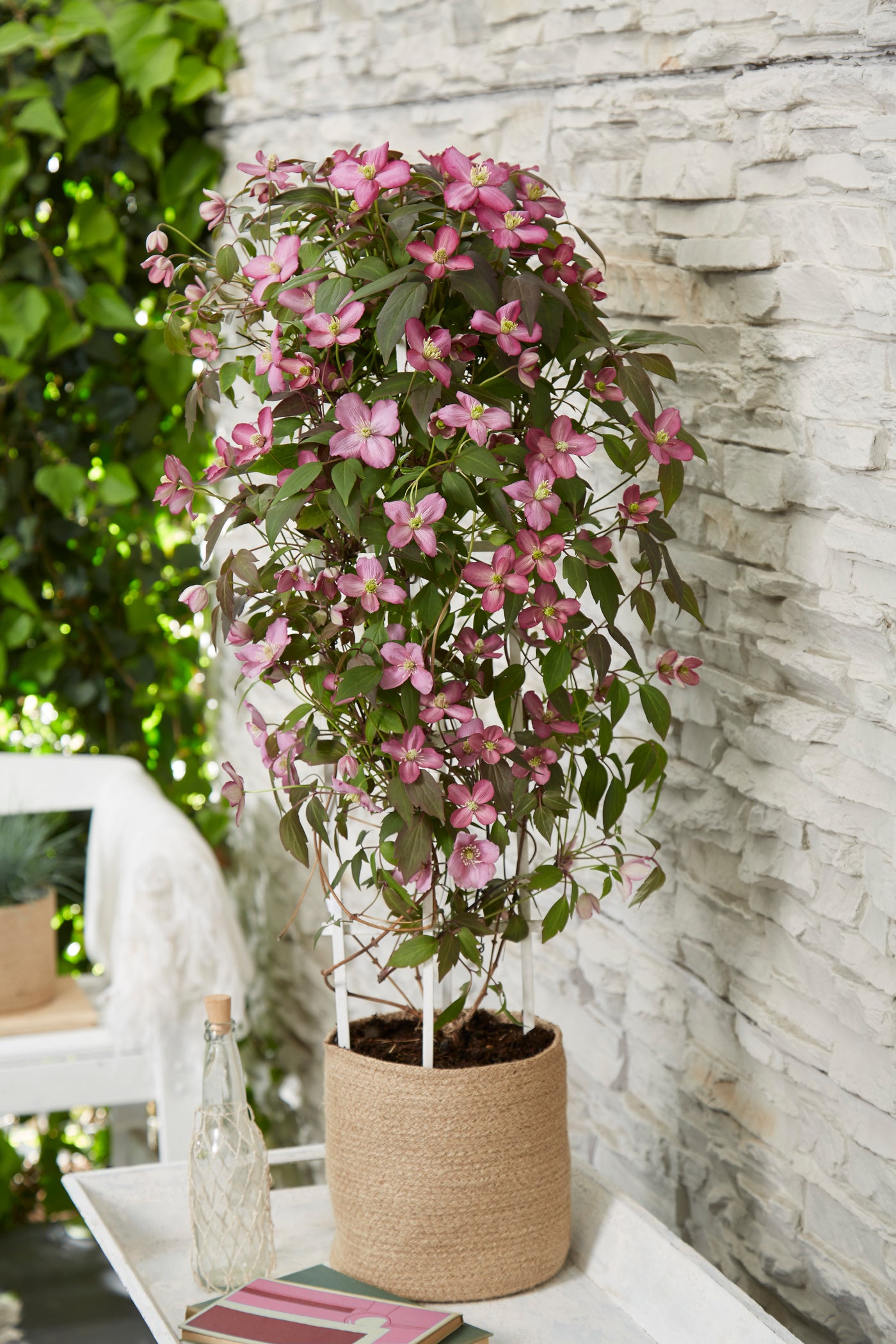 Roze bosrank (Clematis Montana Fincent) (M) inspiratie 6