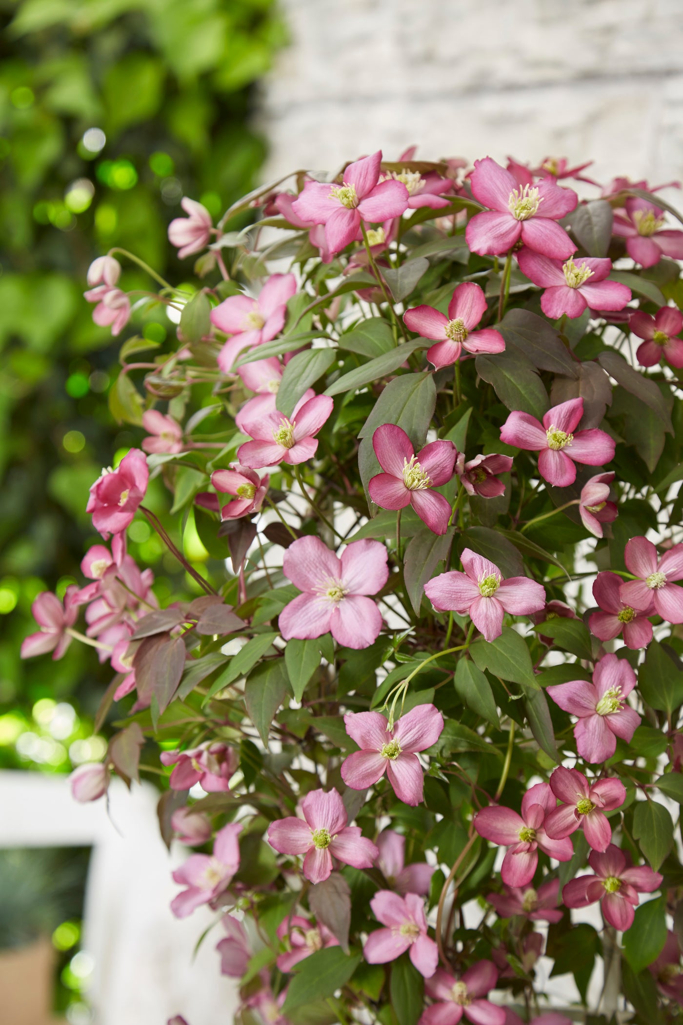 Roze bosrank (Clematis Montana Fincent) (M) inspiratie 1