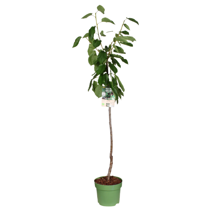 Kersenboom (Prunus avium) (XL) - Laagstam