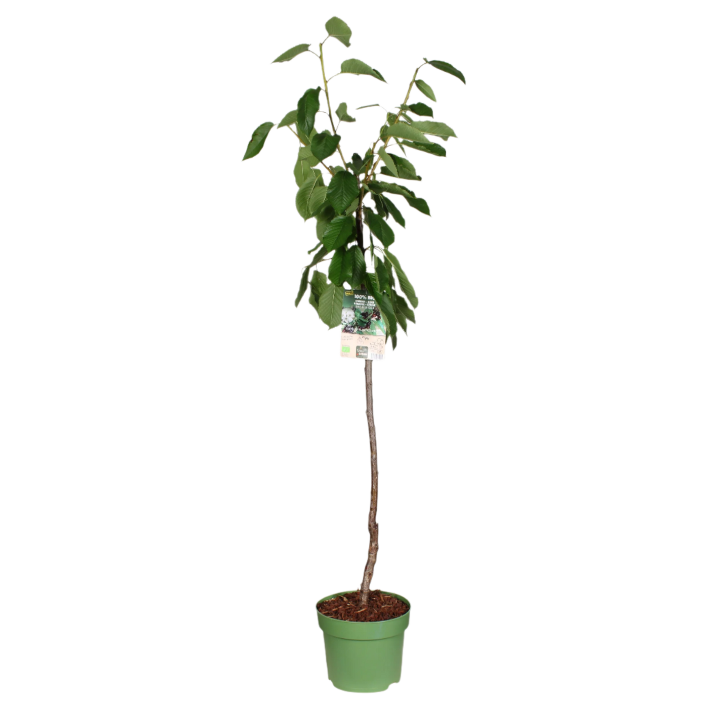 Kersenboom (Prunus avium) (XL) - Laagstam