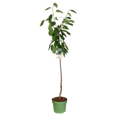 Kersenboom (Prunus avium) (XL) - Laagstam