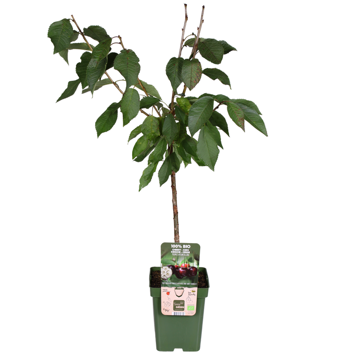 Kersenboom (Prunus avium Regina) (L)