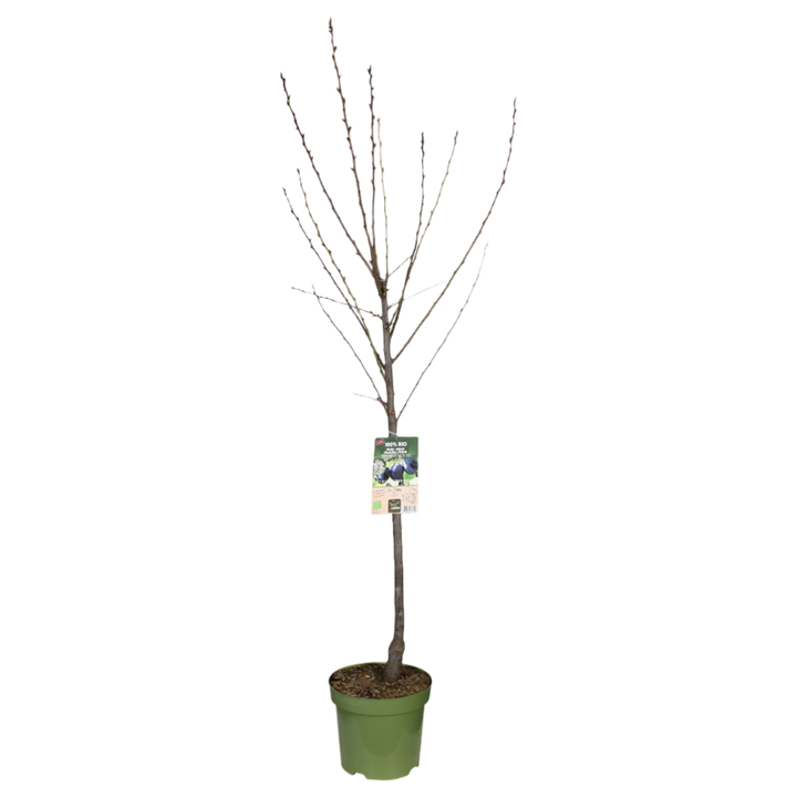 Pruimenboom (XL) (Prunus domestica) - Laagstam