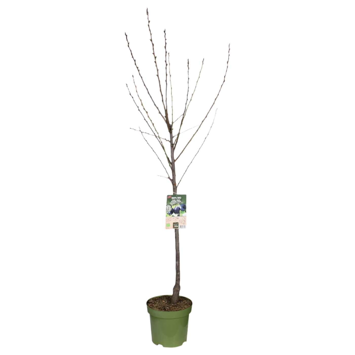 Pruimenboom (XL) (Prunus domestica) - Laagstam