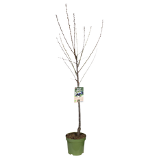 Pruimenboom (XL) (Prunus domestica) - Laagstam