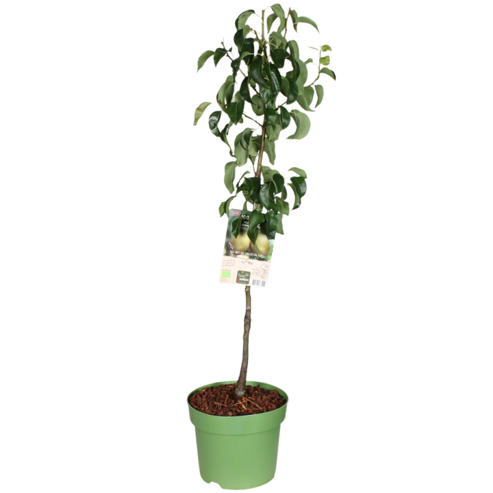 Perenboom (Pyrus communis) (XL) - Laagstam