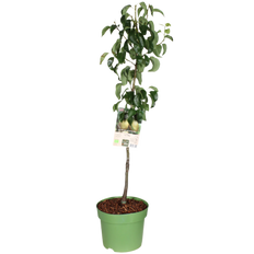 Perenboom (Pyrus communis) (XL) - Laagstam