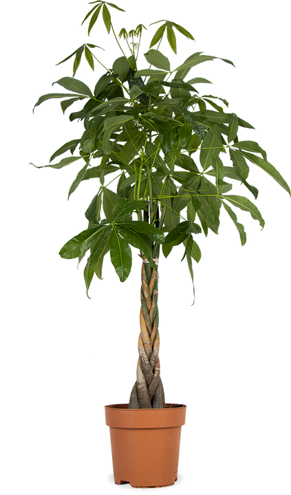 Pachira aquatica (Geldboom) (XL)