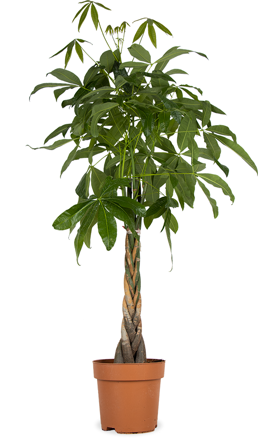 Pachira aquatica (Geldboom) kopen
