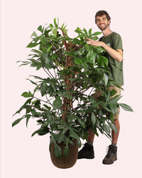 philodendron enzi Philodendron florida beauty online kopen