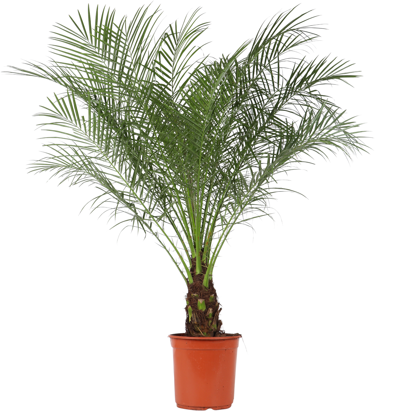 Dwergdadelpalm (Phoenix roebelenii) (L)