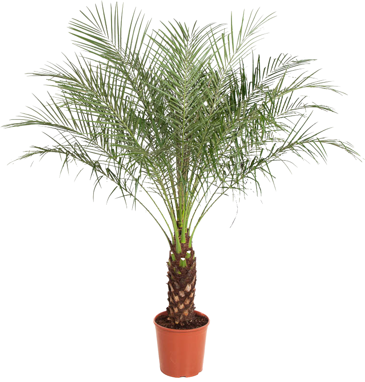 Dwergdadelpalm (Phoenix roebelenii) (XL) (140cm)