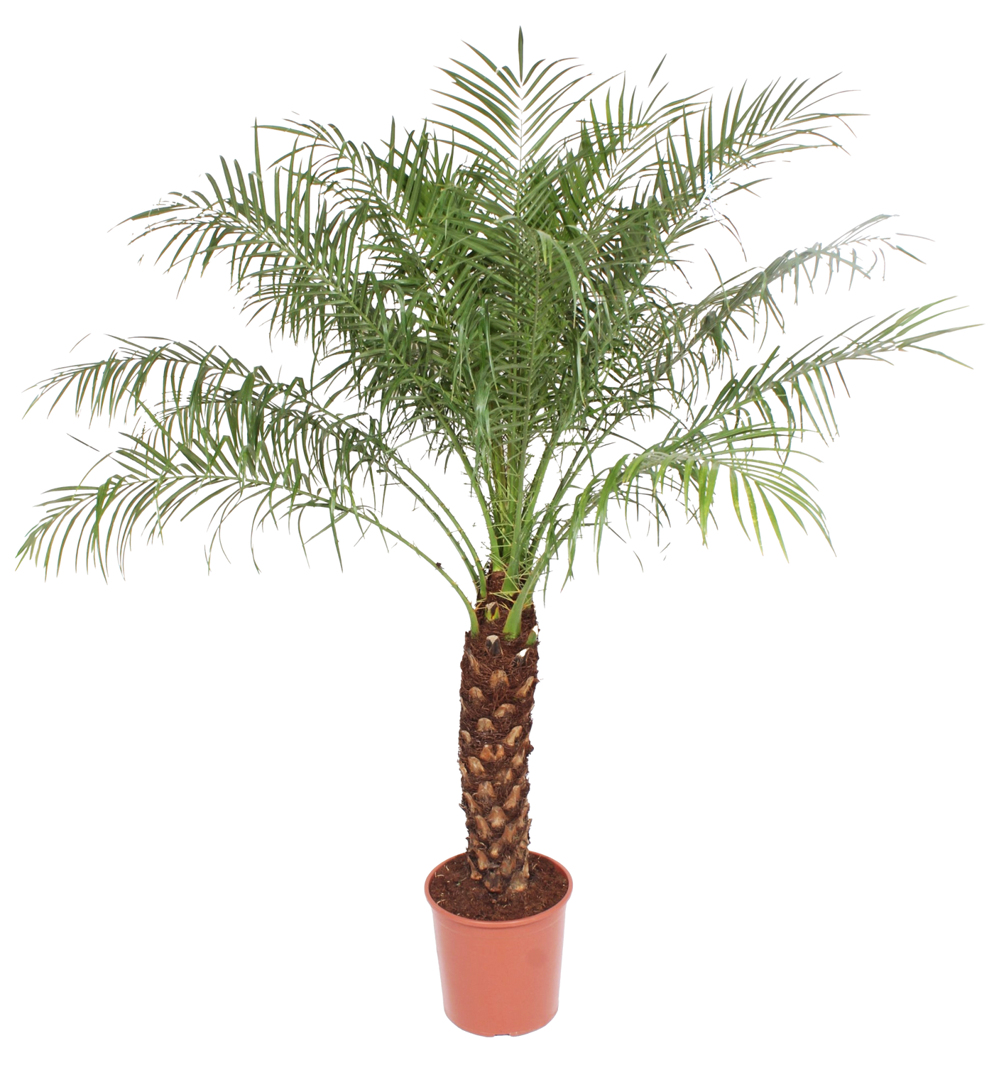 Dwergdadelpalm (Phoenix roebelenii) (XL) (170cm)