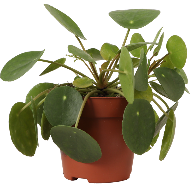 Pilea peperomioides (Pannenkoekplant) (S) (15cm)