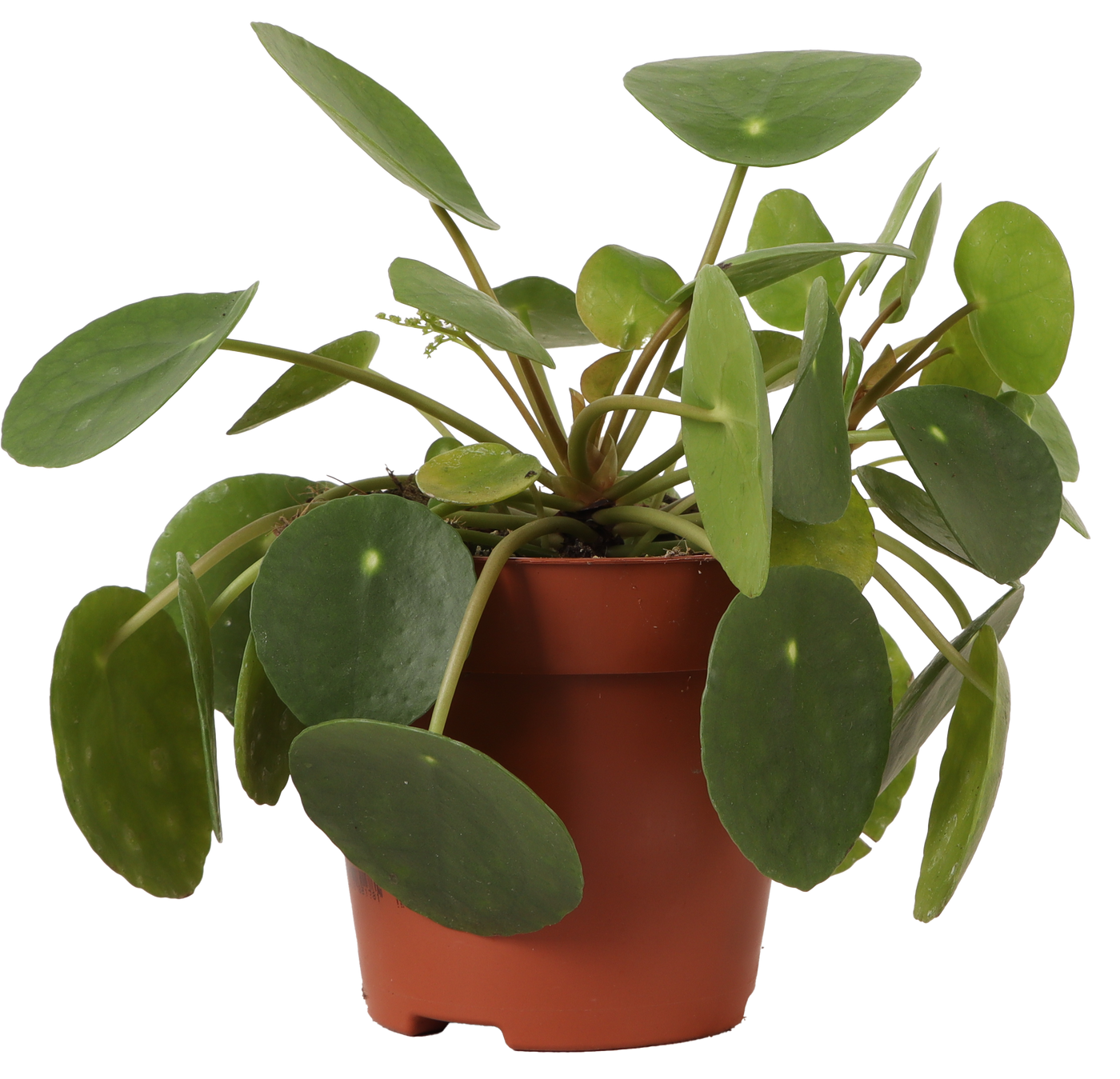 Pilea peperomioides (Pannenkoekplant) (S) (15cm)