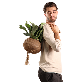 Platycerium (Herfsthoornvaren) Kokodama (S)