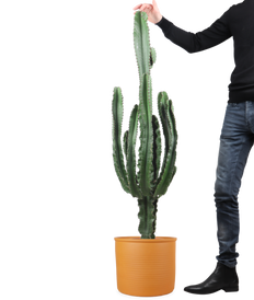 Euphorbia erytrea (Cowboycactus) (XL)