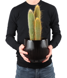 Vatricania guentheri (Zuilcactus) (S)
