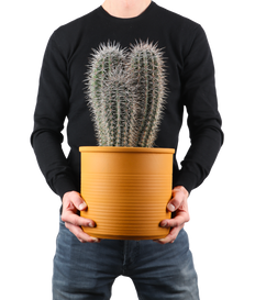 Pachycereus pringlei (Zuilcactus) (M)