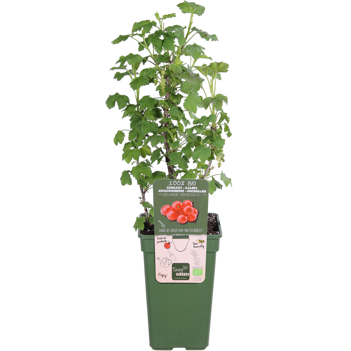 Aalbes (Ribes ribest) (M)