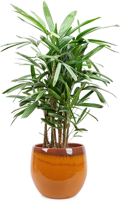 Rhapis excelsa (Stokpalm) (L)