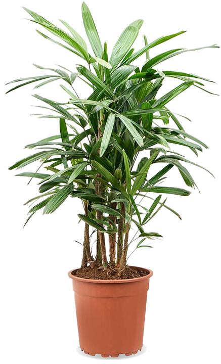 Rhapis excelsa (Stokpalm) (L)