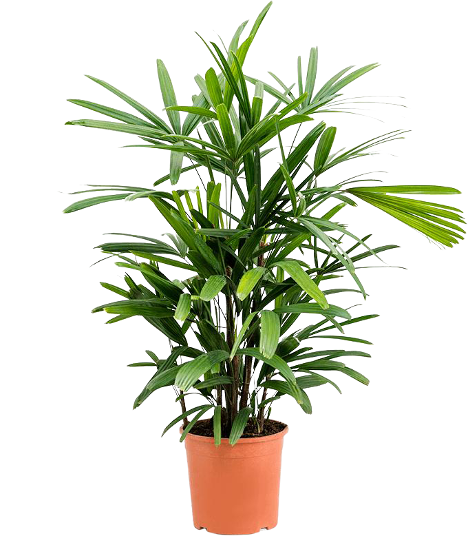 Rhapis excelsa (Stokpalm) (M)