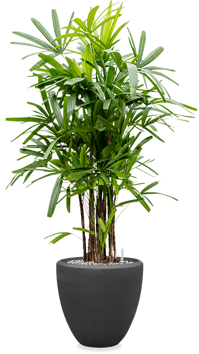 Rhapis opgemaakt in Baq pot
