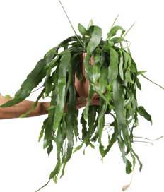 Epiphyllum pumilum (Cactusorchidee) (M)