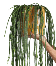 Rhipsalis paradoxa (Koraalcactus) (M)