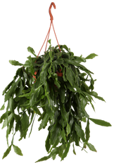 Rhipsalis crispata (Koraalcactus) (S)