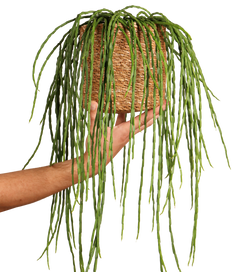 Rhipsalis paradoxa (Koraalcactus) (S)