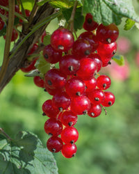 inspiratie-3
