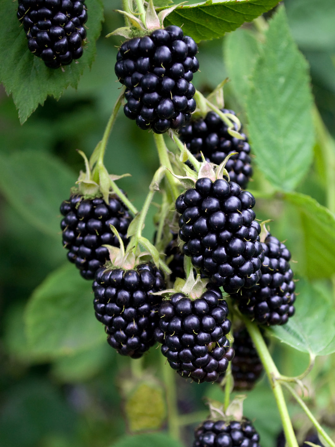 Rubus fruticosus (Zwarte braam) online kopen | Plantsome