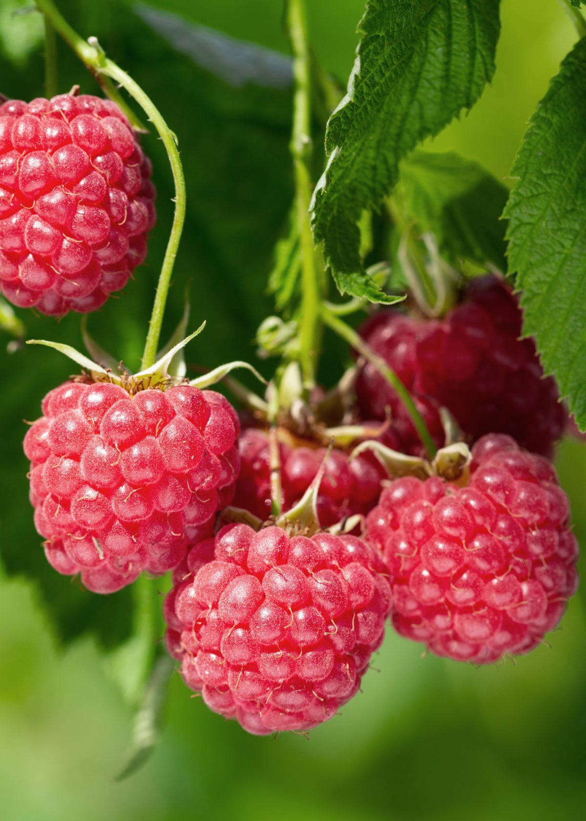 Framboos (Rubus ideaus) (L) inspiratie 1